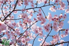 桃花酒可以去斑嗎？桃花酒去斑怎么用？