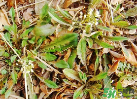 薺菜不能和什么一起吃？薺菜和什么相克？