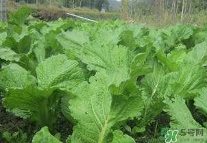 芥菜能和雞肉一起吃嗎？芥菜與雞肉同吃會中毒嗎？