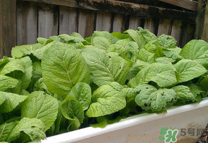 芥菜為什么苦？芥菜苦是怎么回事？