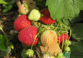 春天能種草莓嗎？春天可以種草莓嗎？