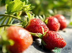 春天能種草莓嗎？春天可以種草莓嗎？