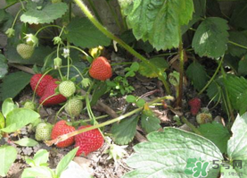 春天能種草莓嗎？春天可以種草莓嗎？