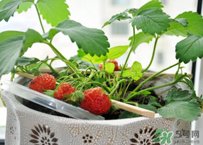 春天種草莓會結(jié)果嗎？春天種草莓什么時候結(jié)果？
