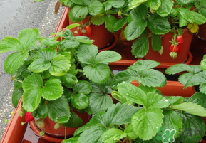 春天種草莓會結(jié)果嗎？春天種草莓什么時候結(jié)果？