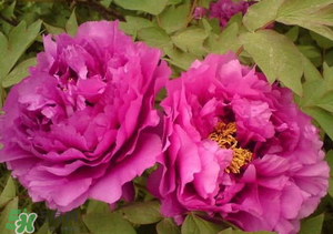 春天栽牡丹能活嗎？春天能種牡丹嗎？