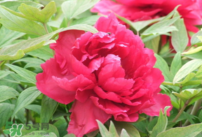 春天栽牡丹能活嗎？春天能種牡丹嗎？