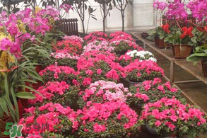 春天栽牡丹能活嗎？春天能種牡丹嗎？