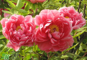 春天牡丹怎么養(yǎng)？春天牡丹怎么種植？