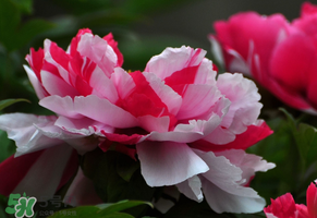 春天牡丹怎么養(yǎng)？春天牡丹怎么種植？