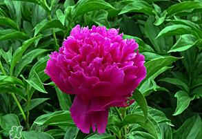 春天牡丹怎么養(yǎng)？春天牡丹怎么種植？