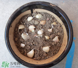 春天可以種大蒜嗎？春天什么時(shí)候種大蒜？