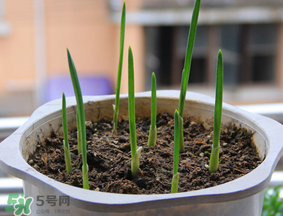 春天可以種大蒜嗎？春天什么時(shí)候種大蒜？