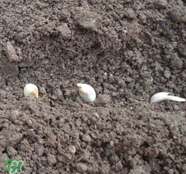 春天可以種大蒜嗎？春天什么時(shí)候種大蒜？