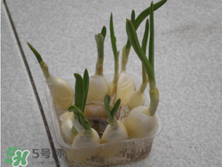 春天大蒜什么時候澆水？大蒜多久澆一次水？