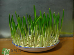 春天大蒜什么時候澆水？大蒜多久澆一次水？