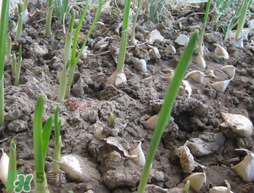 春天大蒜什么時候澆水？大蒜多久澆一次水？