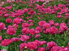 春天能種芍藥嗎？芍藥幾月種植？