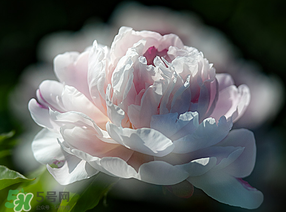 春天能種芍藥嗎？芍藥幾月種植？