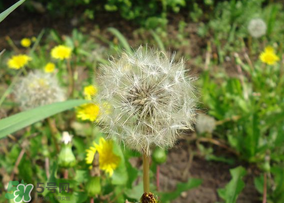 蒲公英多少錢(qián)一斤？蒲公英多少錢(qián)一克？