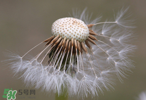 蒲公英多少錢(qián)一斤？蒲公英多少錢(qián)一克？