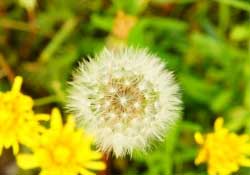 蒲公英多少錢一斤？蒲公英多少錢一克？