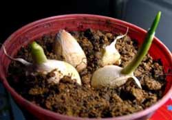 春天大蒜什么時候澆水？大蒜多久澆一次水？