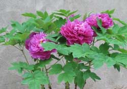 春天栽牡丹能活嗎？春天能種牡丹嗎？