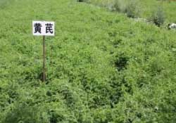 三月份能種什么藥材？春天種什么藥材？