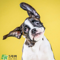 狂犬疫苗多少錢(qián)？狂犬疫苗價(jià)格？