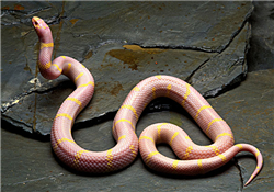 被蛇咬了怎么急救？被蛇咬了怎么辦？