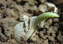 春天可以種大蒜嗎？春天什么時候種大蒜？