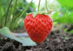 春天能種草莓嗎？春天可以種草莓嗎？