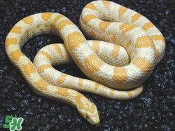 被蛇咬了怎么急救？被蛇咬了怎么辦？