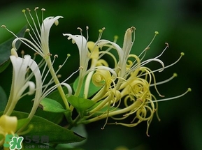 金銀花的功效與作用？金銀花有什么作用？