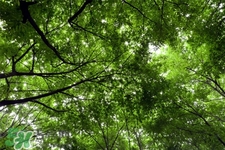 植樹節(jié)是幾月幾日？2017植樹節(jié)是哪一天？