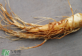 春天可以吃人參嗎？春季能進補人參嗎？
