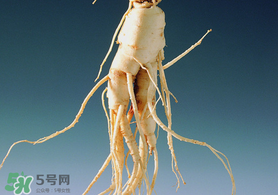 春天可以吃人參嗎？春季能進補人參嗎？