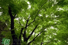 植樹節(jié)可以去哪里種樹？植樹節(jié)可以去哪里植樹？