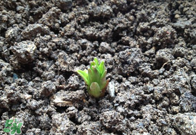 春天能種百合嗎？春天可以種百合嗎？