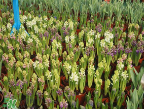 春天能種百合嗎？春天可以種百合嗎？