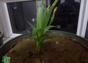 春天能種百合嗎？春天可以種百合嗎？