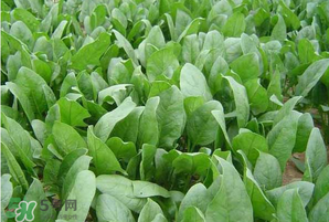 春天能種菠菜嗎？春天怎么種菠菜？