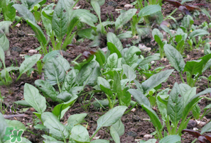 春天能種菠菜嗎？春天怎么種菠菜？