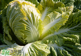 春天能種白菜嗎？春天白菜什么時(shí)間種植？