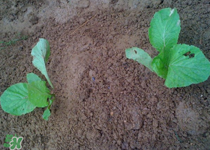 春天能種白菜嗎？春天白菜什么時(shí)間種植？