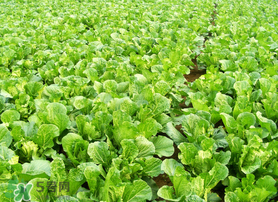 春天能種白菜嗎？春天白菜什么時(shí)間種植？