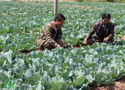春天能種甘藍(lán)嗎？甘藍(lán)幾月份種？