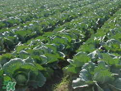 春天能種甘藍(lán)嗎？甘藍(lán)幾月份種？