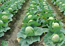 春天能種甘藍(lán)嗎？甘藍(lán)幾月份種？